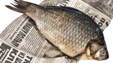 Картинка рыба еда морепродукты суши роллы газета закуска