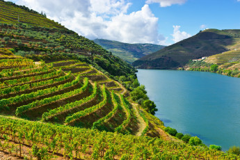 Картинка природа реки озера река португалия douro river виноградники