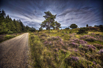 Картинка природа дороги дорога поле лес
