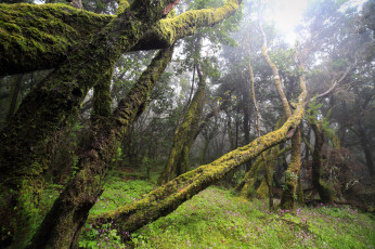 Картинка природа лес туман мох бурелом