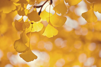 Картинка природа листья дерево ветка гинкго блики
