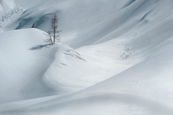 Картинка природа зима снег дерево