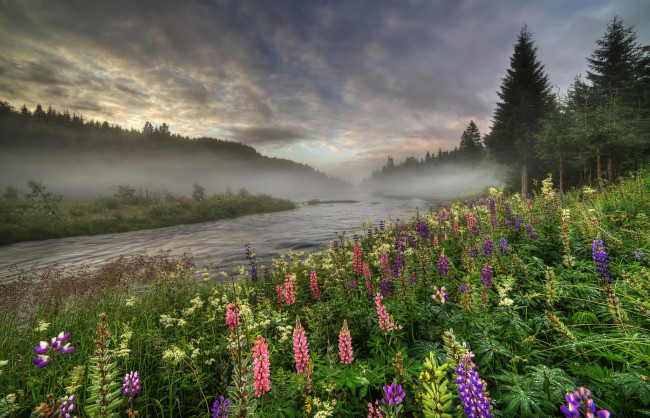 Обои картинки фото природа, пейзажи, туман, люпин, деревья, река, лес, норвегия, лето, цветы