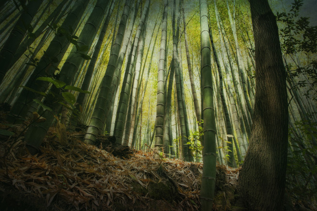 Обои картинки фото природа, лес, бамбук, высота