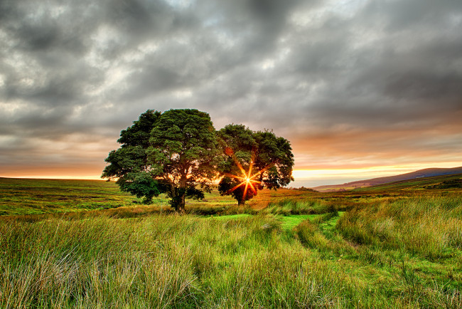 Обои картинки фото природа, деревья, ирландия, поле, закат, солнце, два, лучи, лето