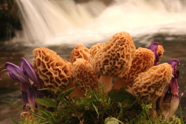Обои картинки фото природа, грибы, сморчки
