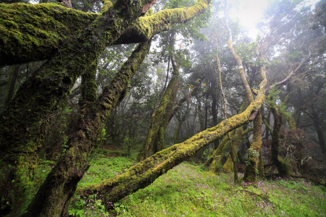 Обои картинки фото природа, лес, туман, мох, бурелом