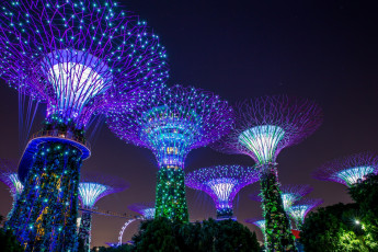 обоя сингапур, разное, иллюминация, фонари, деревья, освещение