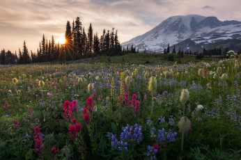 Картинка природа луга гора цветы каскадные горы рейнир cascade range закат деревья луг штат вашингтон washington mount rainier