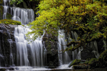 Картинка природа водопады new zealand каскад новая зеландия tarara тарара purakanui falls отаго otago водопад деревья
