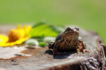 Картинка животные лягушки фотоохота репортаж прогулка природа лето анималистика дача жаба земноводные июль