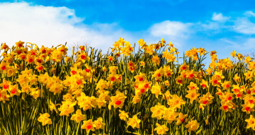 обоя цветы, нарциссы, yellow, flowers, clouds, petals, sunny, field, sky