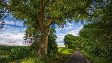 Картинка природа дороги пейзаж деревья поле закат дорога