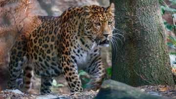 Картинка животные леопарды взгляд поза леопард хищник животное