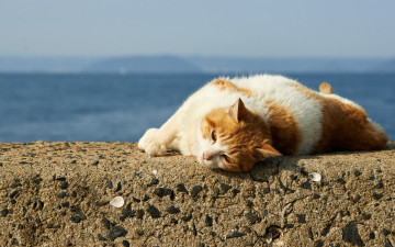 Картинка животные коты отдых водоем камень