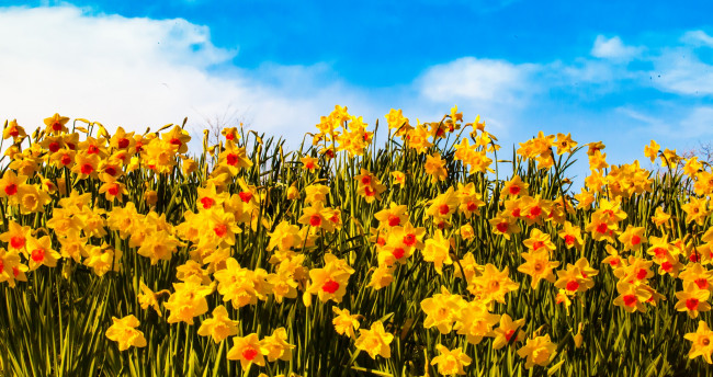 Обои картинки фото цветы, нарциссы, yellow, flowers, clouds, petals, sunny, field, sky