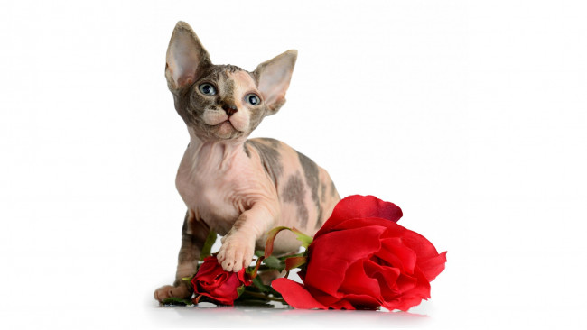 Обои картинки фото животные, коты, цветок, роза, белый, фон