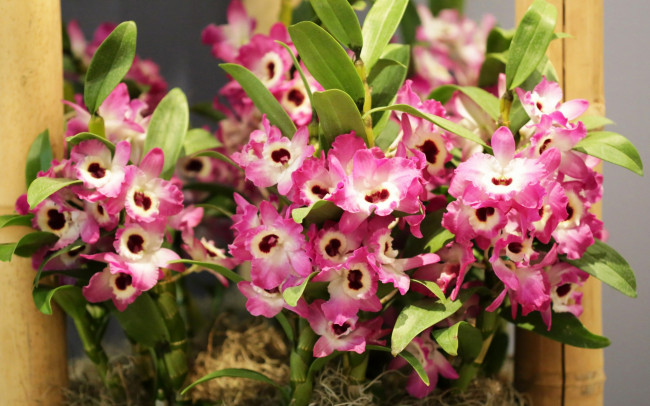 Обои картинки фото цветы, орхидеи, розовый, цвет