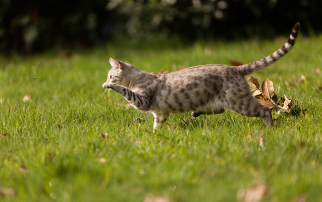 Обои картинки фото животные, коты, бег, листва, трава