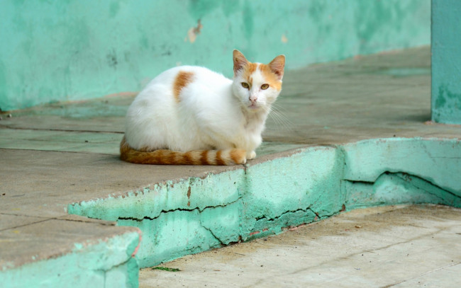 Обои картинки фото животные, коты, улица, отдых, ступень