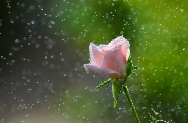Обои картинки фото цветы, розы, розовая, роза, размытость, пыльца, капли