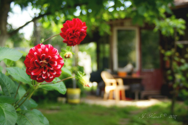 Обои картинки фото цветы, георгины, сад, дача
