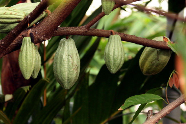 Обои картинки фото природа, плоды, chocolate, tree, seed