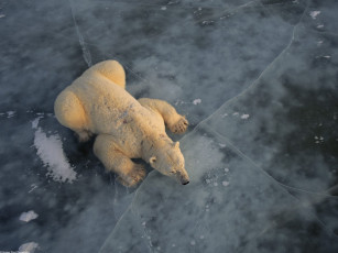 Картинка ice fishing животные медведи