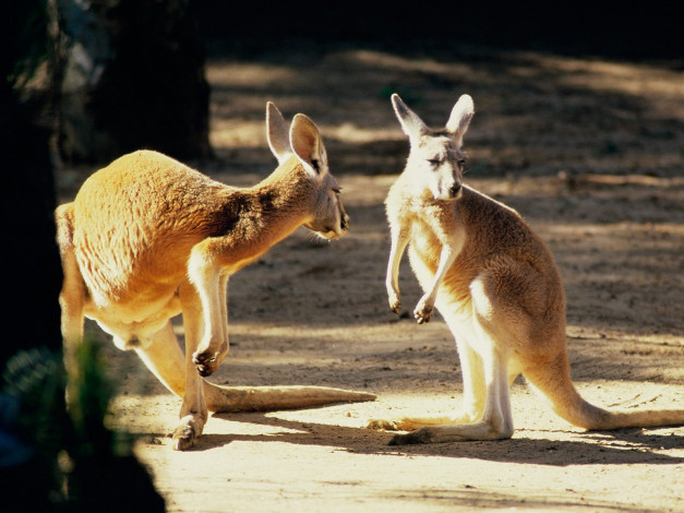 Обои картинки фото kangaroo, conversation, australia, животные, кенгуру