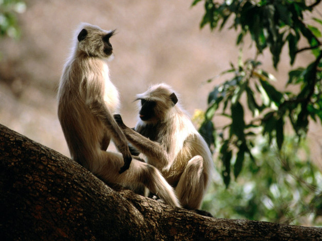 Обои картинки фото langur, monkeys, india, животные, обезьяны