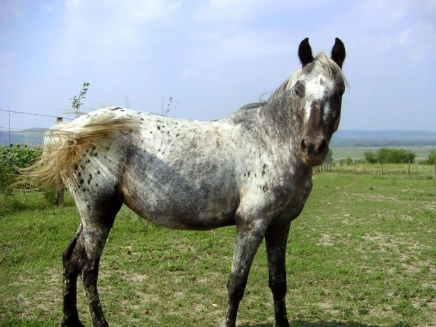 Обои картинки фото животные, лошади