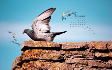Картинка календари животные голубь крылья