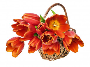 Картинка цветы тюльпаны корзинка