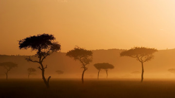 Картинка природа восходы закаты дымка деревья