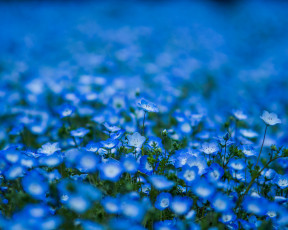 Картинка цветы немофилы +вероники немофила голубые синие лепестки размытость