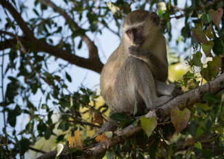 Картинка животные обезьяны листья ветки дерево обезьяна