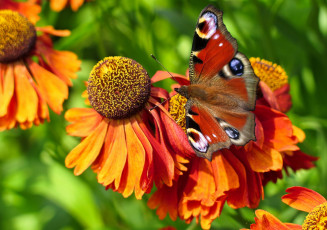 Картинка животные бабочки гелениум крылья