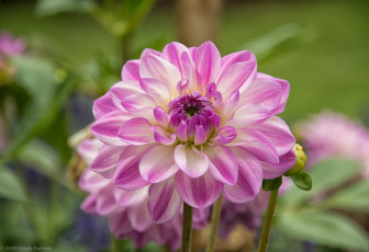 Картинка цветы георгины цветок георгин розовый цветение лепестки