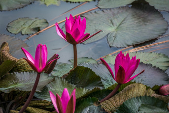 Картинка цветы лилии+водяные +нимфеи +кувшинки водоем листья водяные лилии розовые ярко цветение