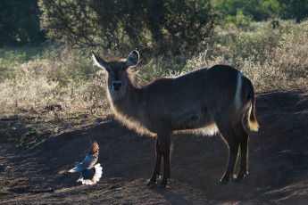 Картинка животные антилопы трава земля птица копытное