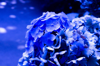 Картинка цветы гортензия синяя цветение ярко