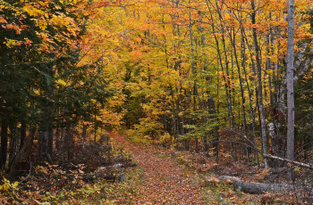 Картинка природа дороги тропинка лес осень