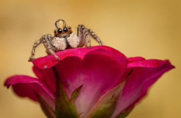 Картинка животные пауки капля цветок паук макро