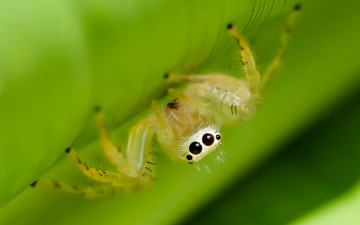 Картинка животные пауки глаза макро природа паук зелень