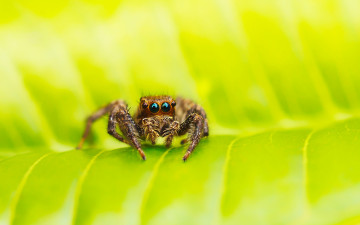 Картинка животные пауки лист паук паучок зелень макро