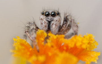 Картинка животные пауки макро оранжевый цветок джампер паук