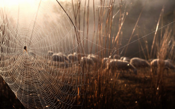 Картинка животные пауки природа овцы паук паутина