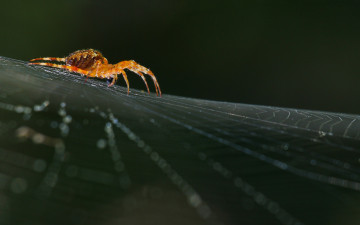 Картинка животные пауки spider arthropoda макро паукообразные паук arachnid real life nature macro spiderweb природа паутина