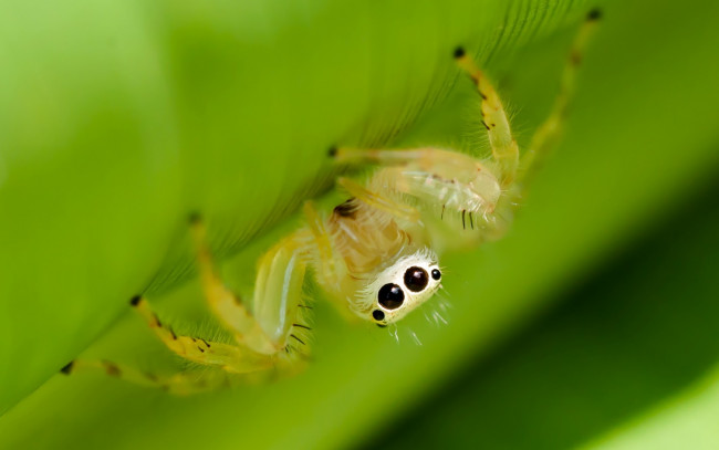 Обои картинки фото животные, пауки, глаза, макро, природа, паук, зелень