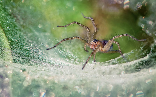 Обои картинки фото животные, пауки, роса, макро, капли, природа, паук, паутина